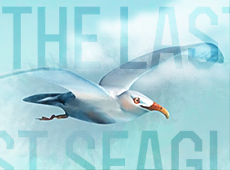 The Last Seagull & more